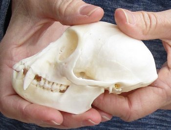 4" Male African Vervet Monkey Skull For Sale for $125 (CITES P-000023748)