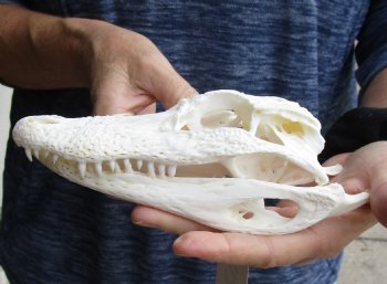 This is a Real Florida Alligator Skull, 7-1/2 inches, For Sale for $60