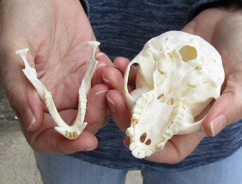 4" Male African Vervet Monkey Skull For Sale for $125 (CITES P-000023748)