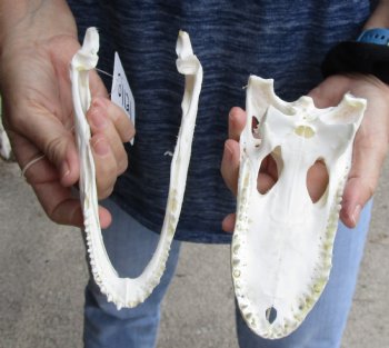 This is a Real Florida Alligator Skull, 7-1/2 inches, For Sale for $60