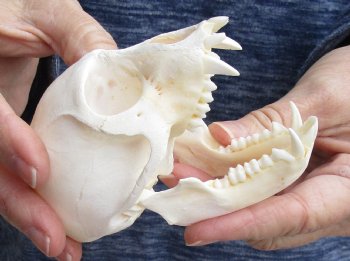 4" Male African Vervet Monkey Skull For Sale for $120 (CITES P-000023748)