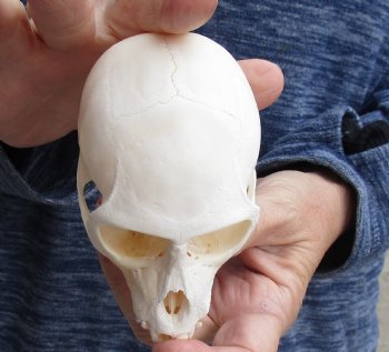 4" Male African Vervet Monkey Skull For Sale for $120 (CITES P-000023748)