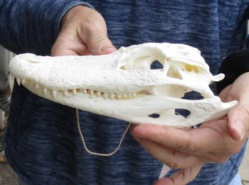 For Sale this Real Florida Alligator Skull, 8 inches, Available for sale $60