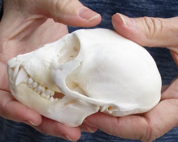 4" Male African Vervet Monkey Skull For Sale for $120 (CITES P-000023748)