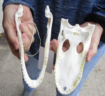 For Sale this Real Florida Alligator Skull, 8 inches, Available for sale $60