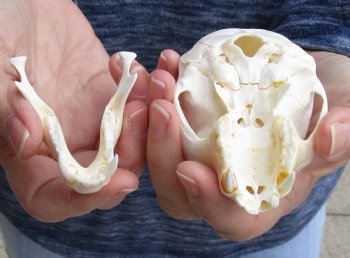 4" Male African Vervet Monkey Skull For Sale for $120 (CITES P-000023748)