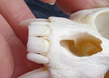 4" Male African Vervet Monkey Skull For Sale for $120 (CITES P-000023748)