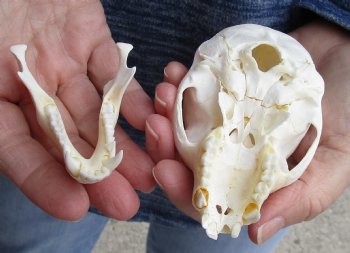 4" Male African Vervet Monkey Skull For Sale for $120 (CITES P-000023748)