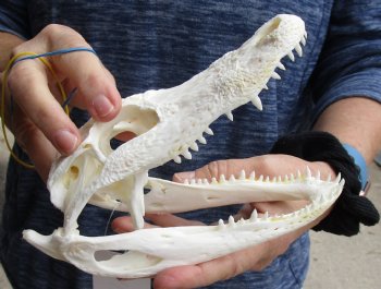 This is a Real Florida Alligator Skull, 7-1/2 inches, For Sale for $60