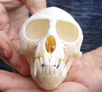 4" Male African Vervet Monkey Skull For Sale for $125 (CITES P-000023748)