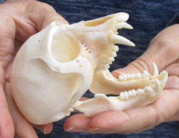 4" Male African Vervet Monkey Skull For Sale for $125 (CITES P-000023748)