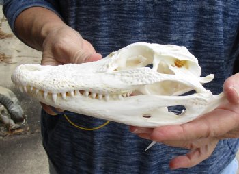 This is a Real Florida Alligator Skull, 7-1/2 inches, For Sale for $60