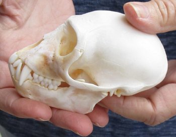 4" Male African Vervet Monkey Skull For Sale for $125 (CITES P-000023748)