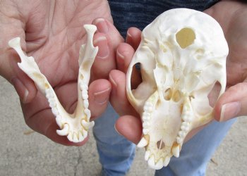 4" Male African Vervet Monkey Skull For Sale for $125 (CITES P-000023748)