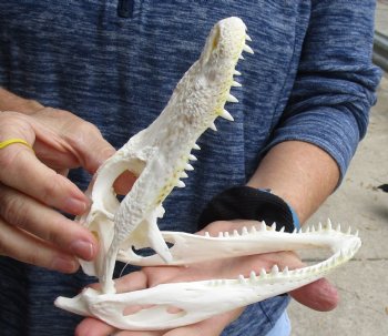 This is a Real Florida Alligator Skull, 7-3/4 inches, For Sale for $60