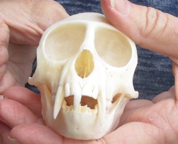 For Sale 3-1/2" Female African Vervet Monkey Skull $100 (CITES P-000023748)