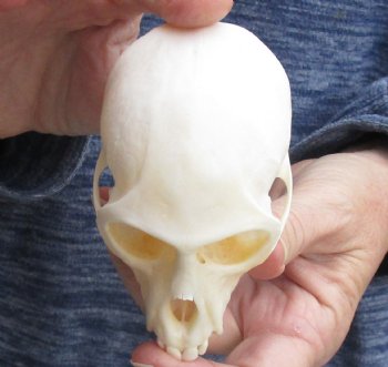 For Sale 3-1/2" Female African Vervet Monkey Skull $100 (CITES P-000023748)