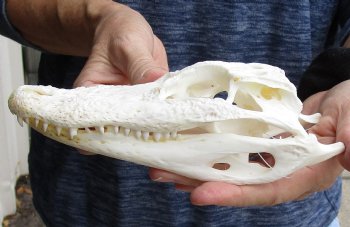 This is a Real Florida Alligator Skull, 7-3/4 inches, For Sale for $60