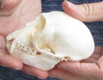 For Sale 3-1/2" Female African Vervet Monkey Skull $100 (CITES P-000023748)