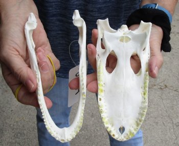 This is a Real Florida Alligator Skull, 7-3/4 inches, For Sale for $60