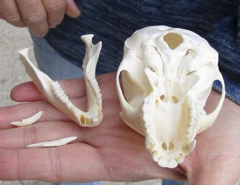 For Sale 3-1/2" Female African Vervet Monkey Skull $100 (CITES P-000023748)