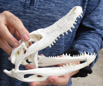 B-Grade Real Florida Alligator Skull, 8 inches for sale $50