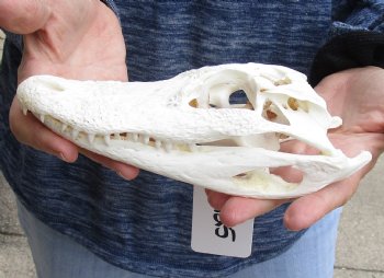 B-Grade Real Florida Alligator Skull, 8 inches for sale $50