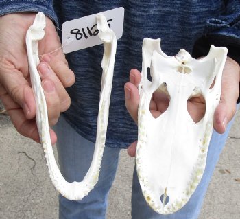 B-Grade Real Florida Alligator Skull, 8 inches for sale $50