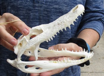 Buy Now this B-Grade Real Florida Alligator Skull, 8 inches for sale $50