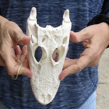 Buy Now this B-Grade Real Florida Alligator Skull, 8 inches for sale $50