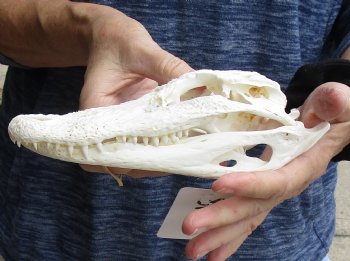 Buy Now this B-Grade Real Florida Alligator Skull, 8 inches for sale $50