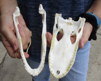 Buy Now this B-Grade Real Florida Alligator Skull, 8 inches for sale $50