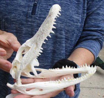 For Sale this Real Florida Alligator Skull, 8-1/4 inches, Available for sale $60