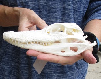 For Sale this Real Florida Alligator Skull, 8-1/4 inches, Available for sale $60