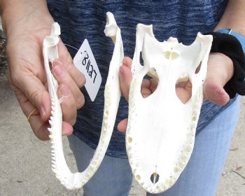 For Sale this Real Florida Alligator Skull, 8-1/4 inches, Available for sale $60