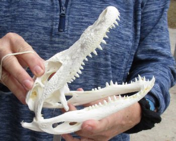 For Sale this Real Florida Alligator Skull, 8 inches, Available for sale $60