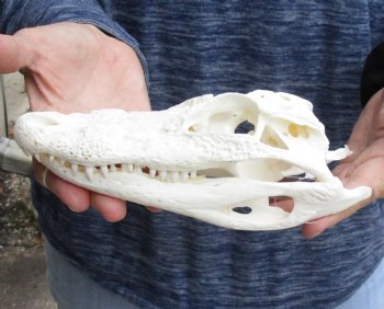 For Sale this Real Florida Alligator Skull, 8 inches, Available for sale $60