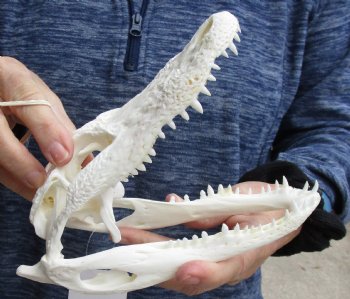 This is a Real Florida Alligator Skull, 7-3/4 inches, For Sale for $60