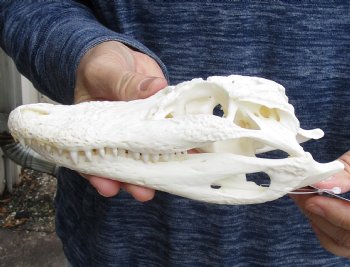 This is a Real Florida Alligator Skull, 7-3/4 inches, For Sale for $60