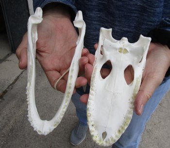 This is a Real Florida Alligator Skull, 7-3/4 inches, For Sale for $60