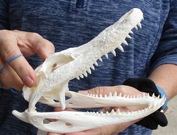 This is a Real Florida Alligator Skull, 7-3/4 inches, For Sale for $60