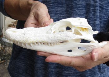 This is a Real Florida Alligator Skull, 7-3/4 inches, For Sale for $60