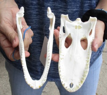 This is a Real Florida Alligator Skull, 7-3/4 inches, For Sale for $60