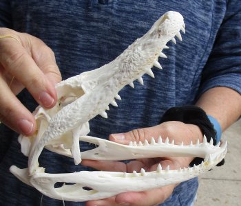 For Sale this Real Florida Alligator Skull, 8 inches, Available for sale $60