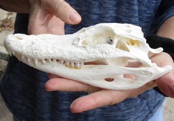 For Sale this Real Florida Alligator Skull, 8 inches, Available for sale $60