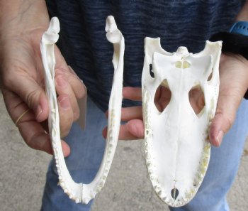 For Sale this Real Florida Alligator Skull, 8 inches, Available for sale $60