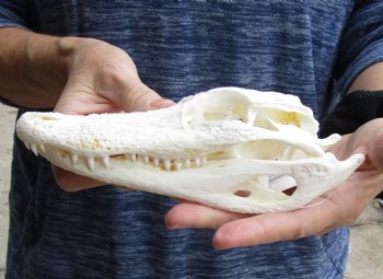 For Sale this Real Florida Alligator Skull, 8 inches, Available for sale $60