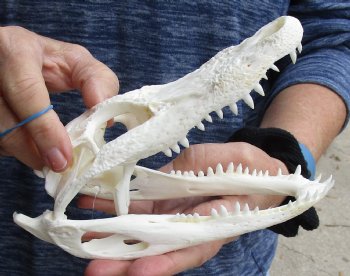 For Sale this Real Florida Alligator Skull, 8 inches, Available for sale $60