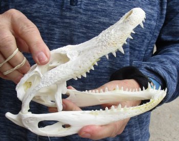 This is a Real Florida Alligator Skull, 7-3/4 inches, For Sale for $60