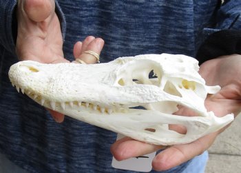 This is a Real Florida Alligator Skull, 7-3/4 inches, For Sale for $60